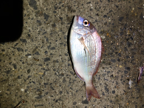 ハナダイの釣果