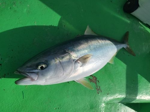 イナダの釣果