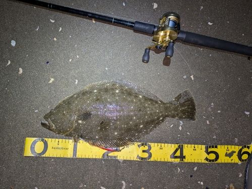 ヒラメの釣果