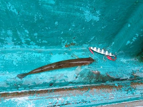 エソの釣果