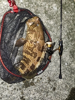 チャイロマルハタの釣果