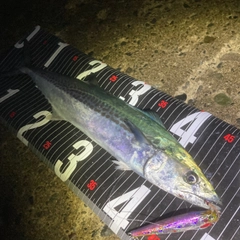 サゴシの釣果