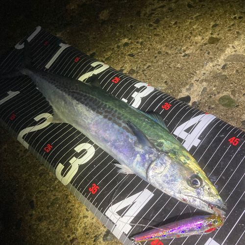 サゴシの釣果
