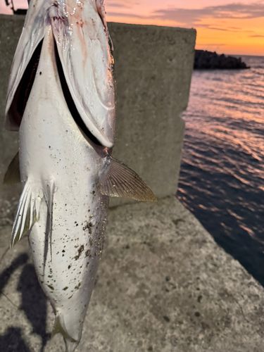 ブリの釣果