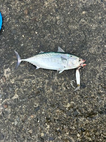 スマガツオの釣果