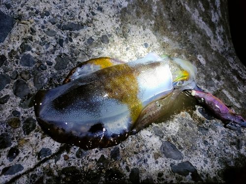 アオリイカの釣果