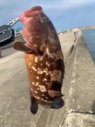 キジハタの釣果