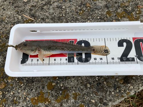 マハゼの釣果