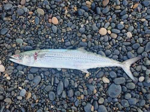 サワラの釣果