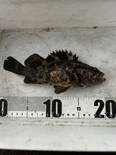 タケノコメバルの釣果