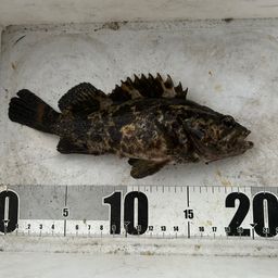 タケノコメバル