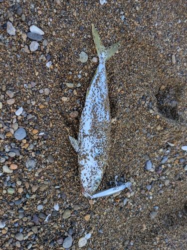 コゾクラの釣果