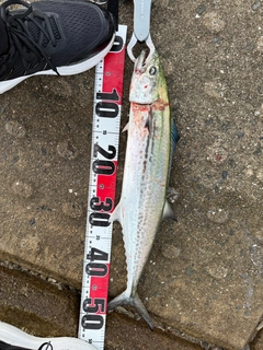 サゴシの釣果