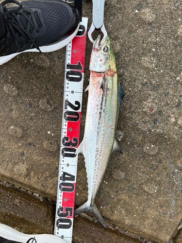 サゴシの釣果