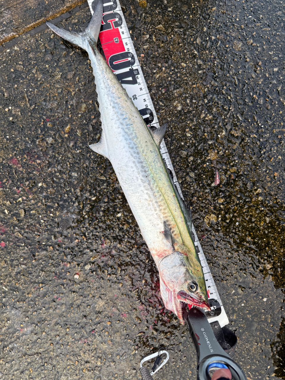 19シマノコルトスナイパーSS S100M シマノ(SHIMANO) コルトスナイパー SS S100M-T コルトスナイパー