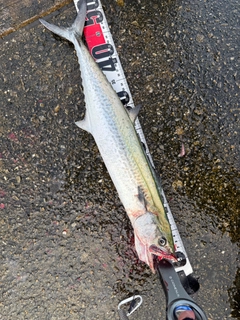 サゴシの釣果