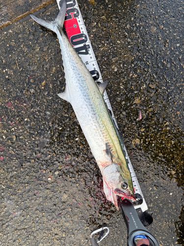 サゴシの釣果
