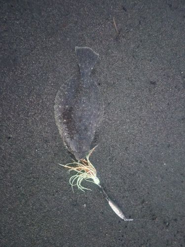 ソゲの釣果
