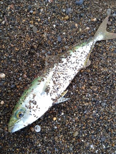 ワカシの釣果