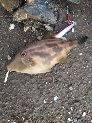 カワハギの釣果