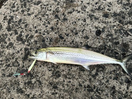 サゴシの釣果