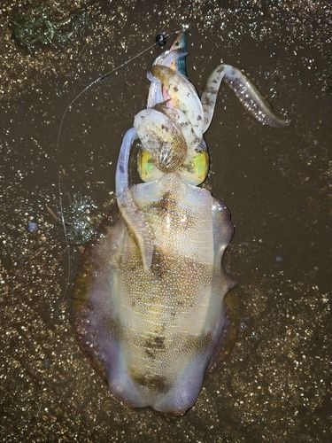 アオリイカの釣果