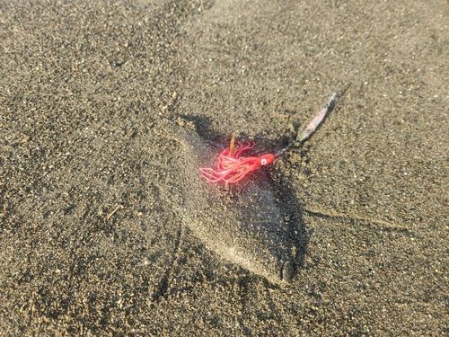 ソゲの釣果