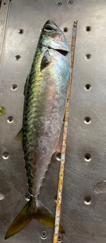 サバの釣果