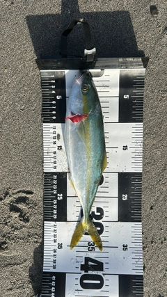 ワカシの釣果