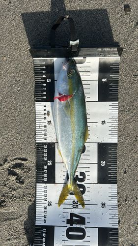 大倉戸海岸