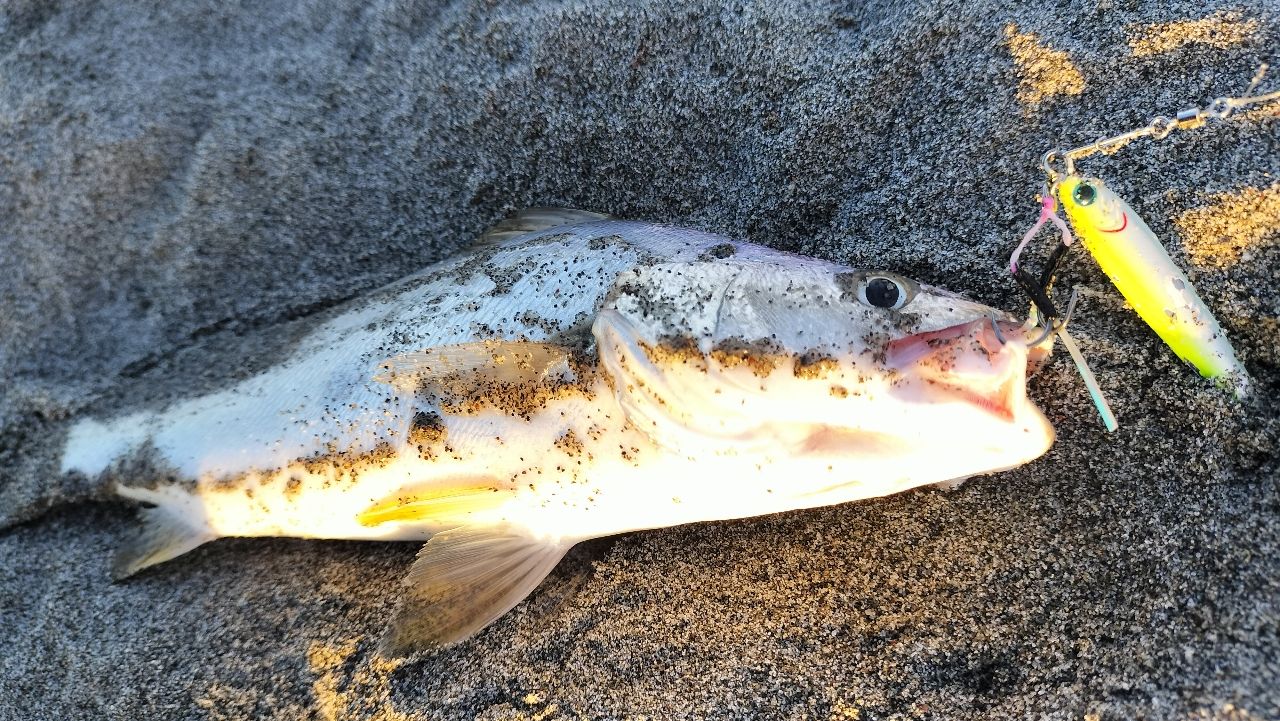 シマノルナミス96M 20 ルナミス B 96M – フィッシングマックス WEBSHOP