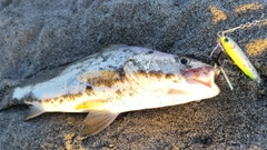 ニベの釣果