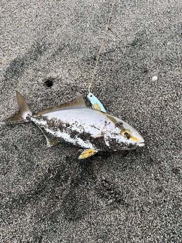 ワカシの釣果