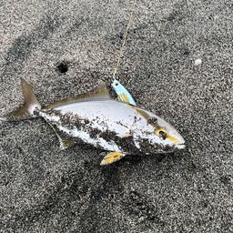 ワカシ