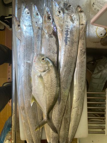 タチウオの釣果