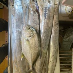タチウオ