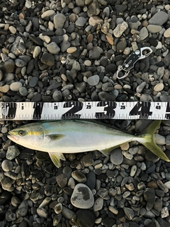 イナダの釣果