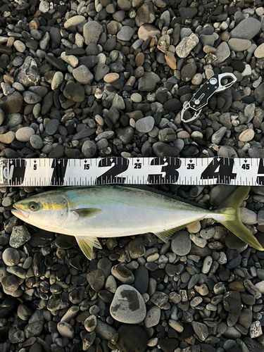 イナダの釣果