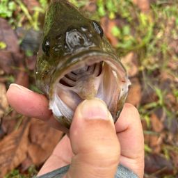 スモールマウスバス