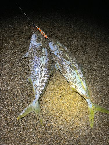 コゾクラの釣果