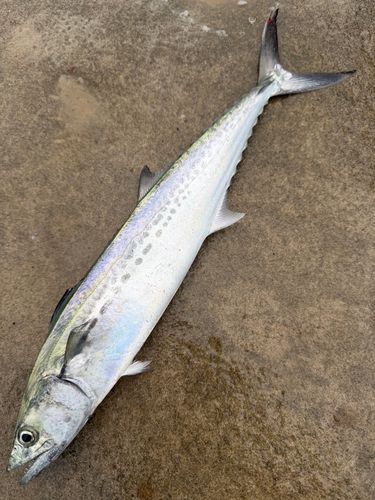 サゴシの釣果