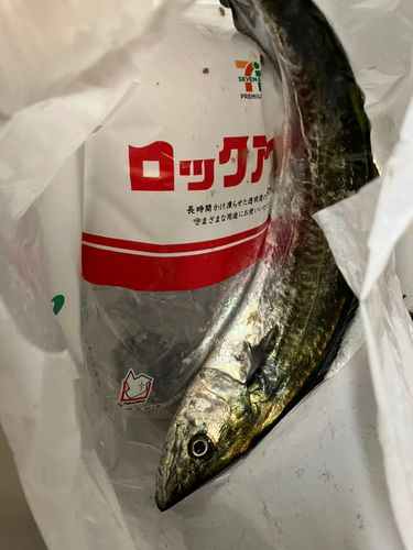 サゴシの釣果