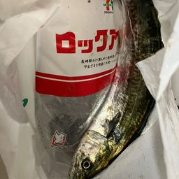 サゴシ