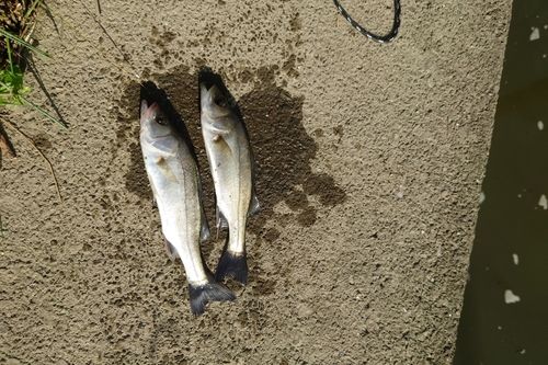 キビレの釣果