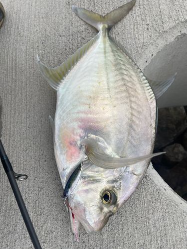 カイワリの釣果