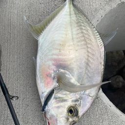 カイワリ
