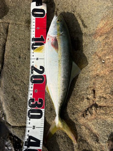 イナダの釣果