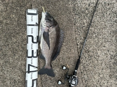 チヌの釣果