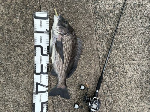 チヌの釣果