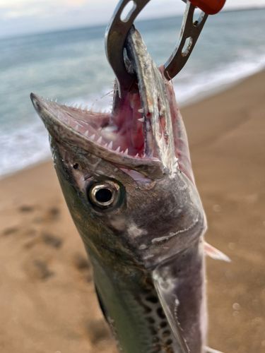 サゴシの釣果